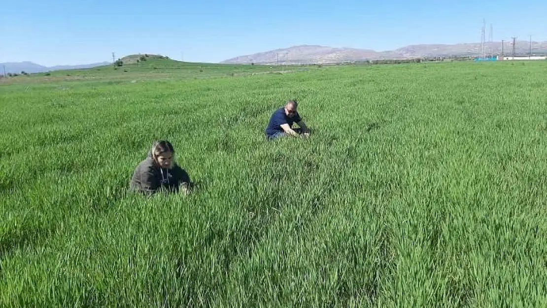 'Elazığda süne ile mücadele çalışmaları başladı'