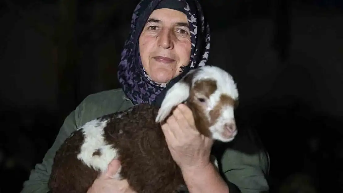 'Elazığda yeni yılın ilk kuzuları dünyaya geldi'