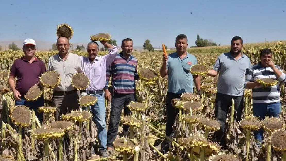 'Elbistan´da ''siyah altın'' hasadı başladı'