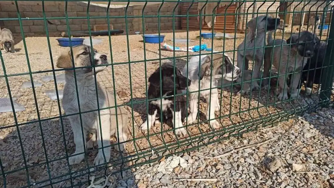 'Elbistan´da sokak köpekleri barınakta misafir ediliyor'