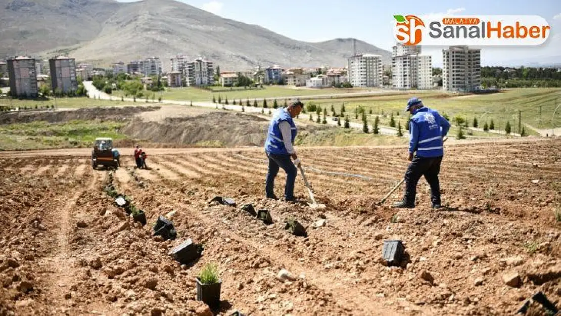 Elbistan, Türkiye'nin en büyük lavanta vadisine ev sahipliği yapacak