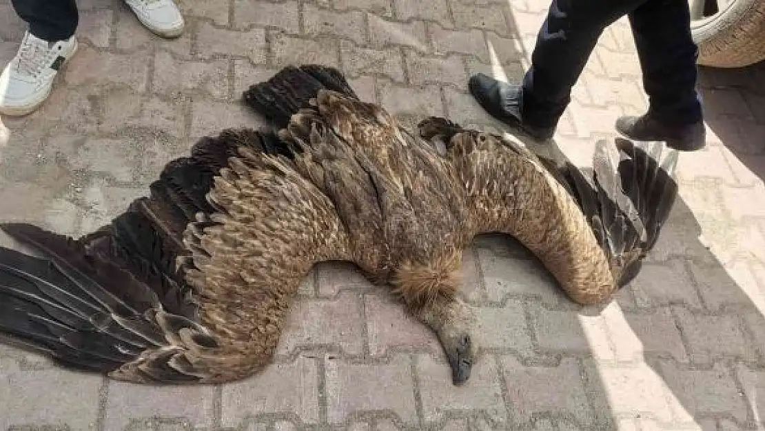 'Elektrik tellerine takılan akbaba telef oldu'