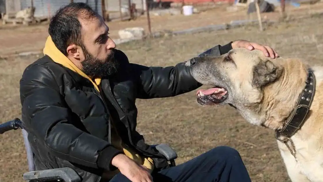 'Engelini çok sevdiği Kangallarla aştı, ömrünün kalanını onlara adadı'