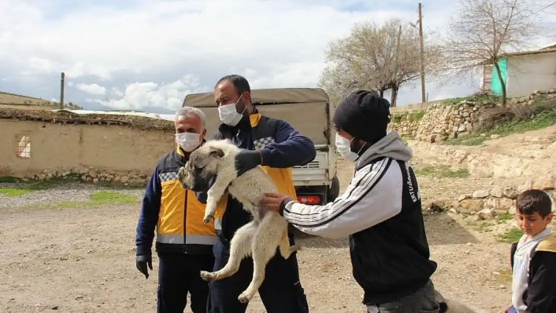 'Engelli köpeğe Adıyaman Belediyesi sahip çıktı'