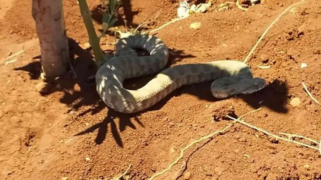 'Engerek yılanına su içirmeye çalıştı'