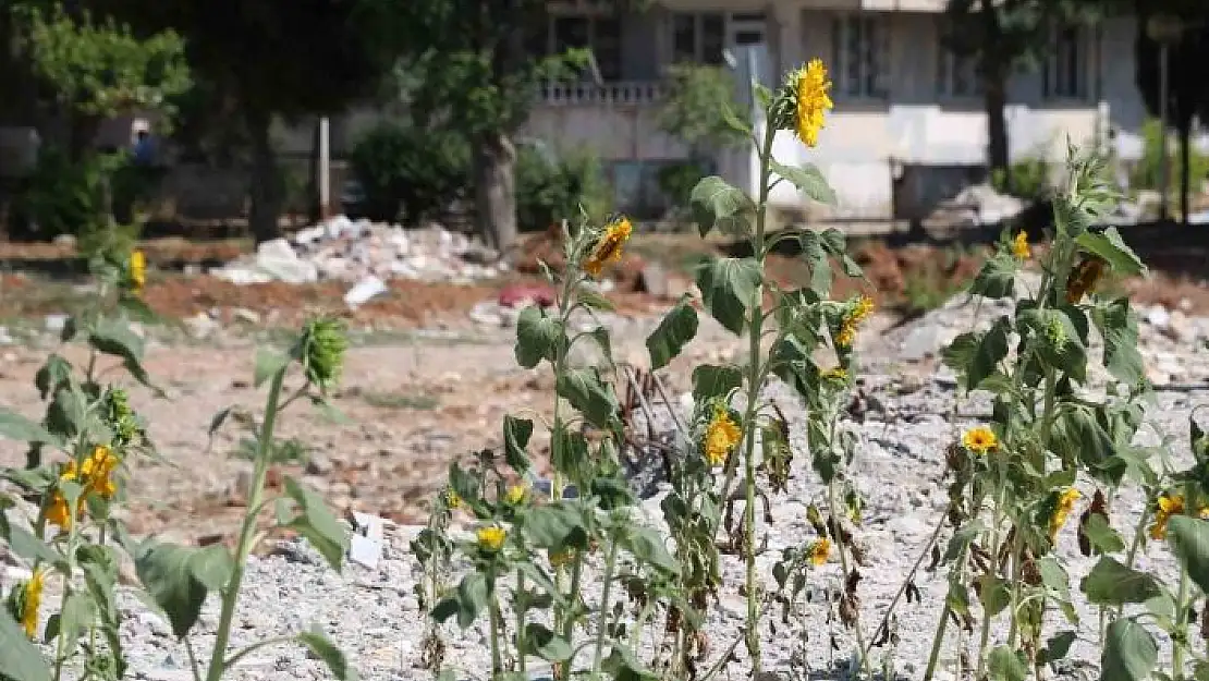 'Enkaz altında kalıp boy veren ay çekirdekleri çiçek açtı'