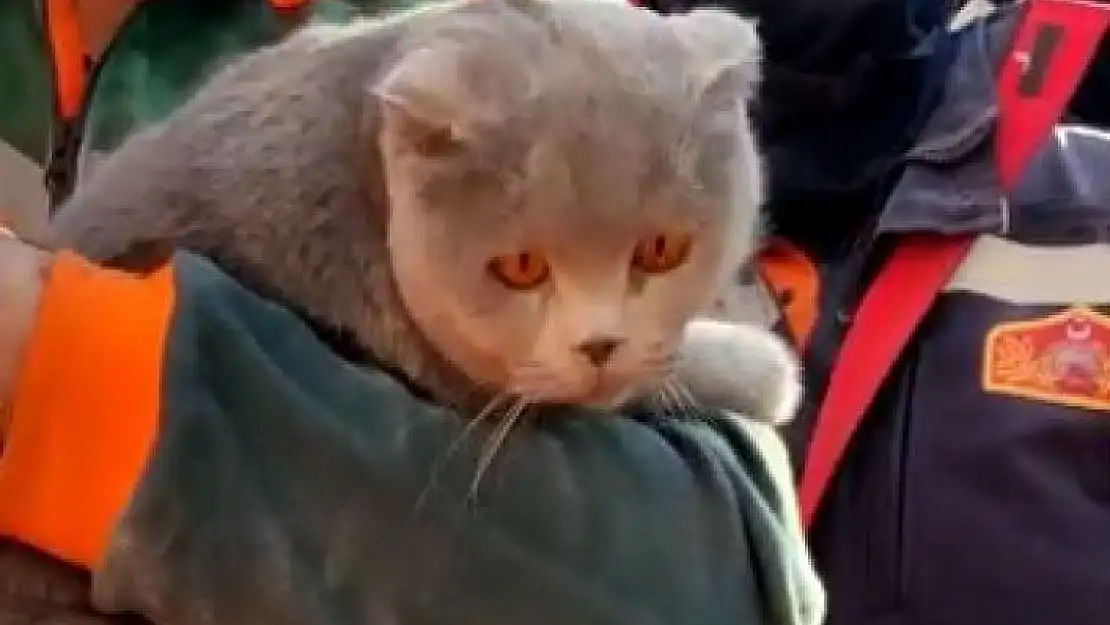 'Enkaz altında mahsur kalan kedi kurtarıldı'