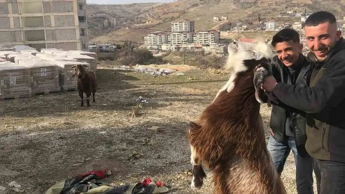 'Enkazda kalan iki keçi 21 gün sonra kurtarıldı'