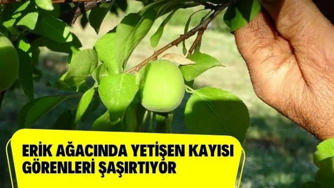 Erik ağacında yetişen kayısı görenleri şaşırtıyor