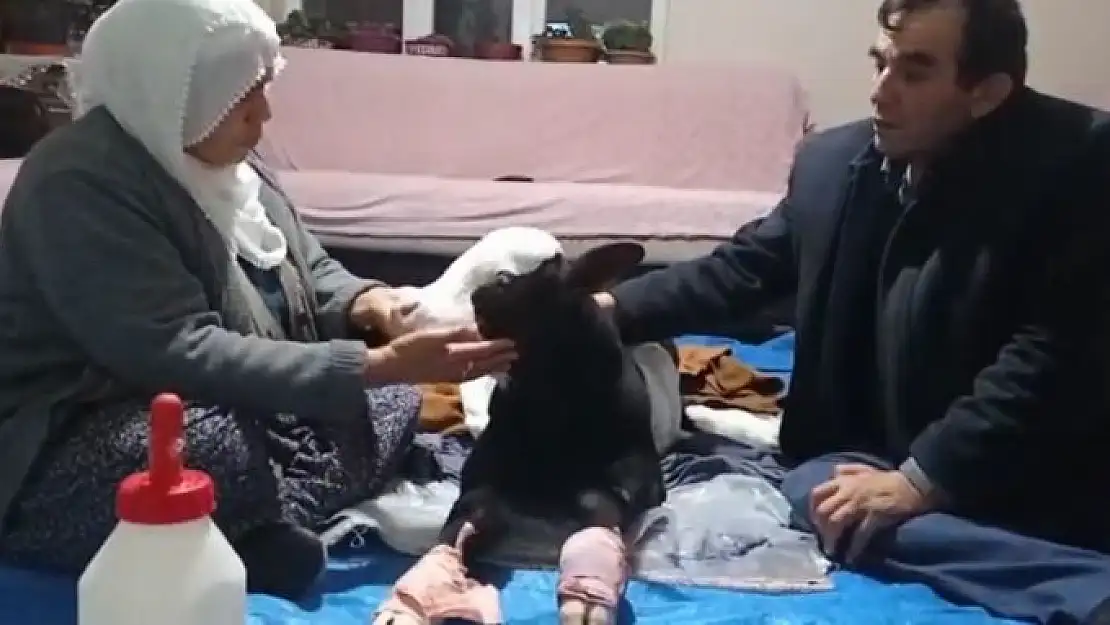 'Erken doğduğu için gözleri görmeyen buzağıya bebek gibi bakıyorlar'