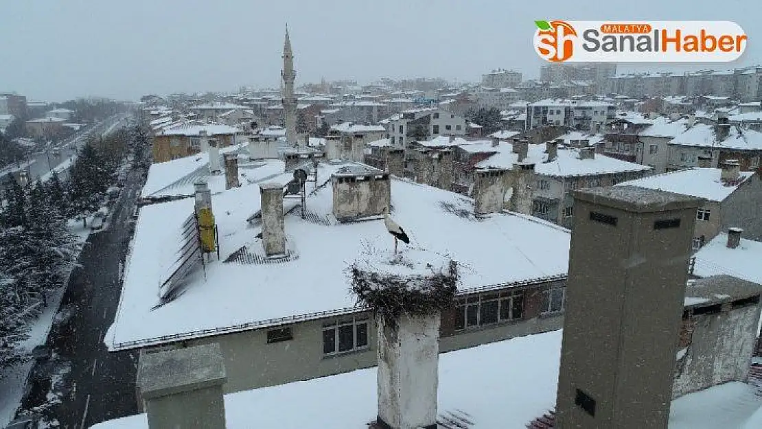 Erken göçen leylek kar sürprizi yaşadı
