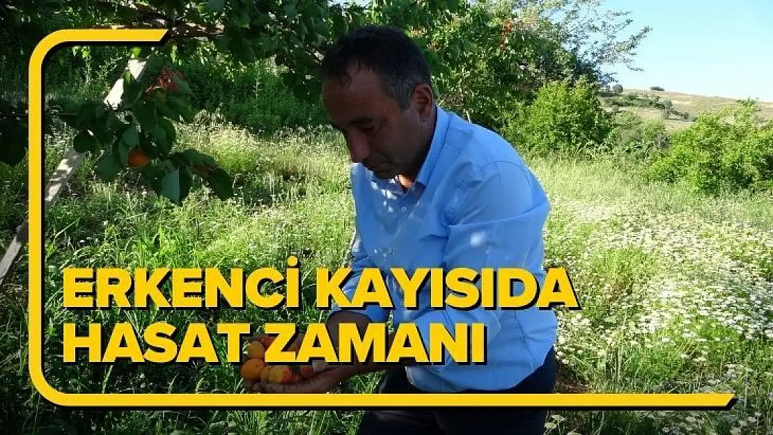 Erkenci kayısıda hasat zamanı