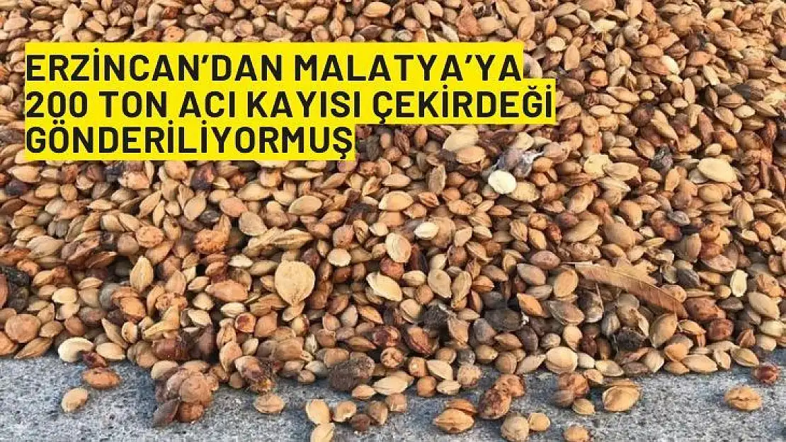 Erzincan´dan Malatya´ya 200 ton acı kayısı çekirdeği gönderiliyormuş