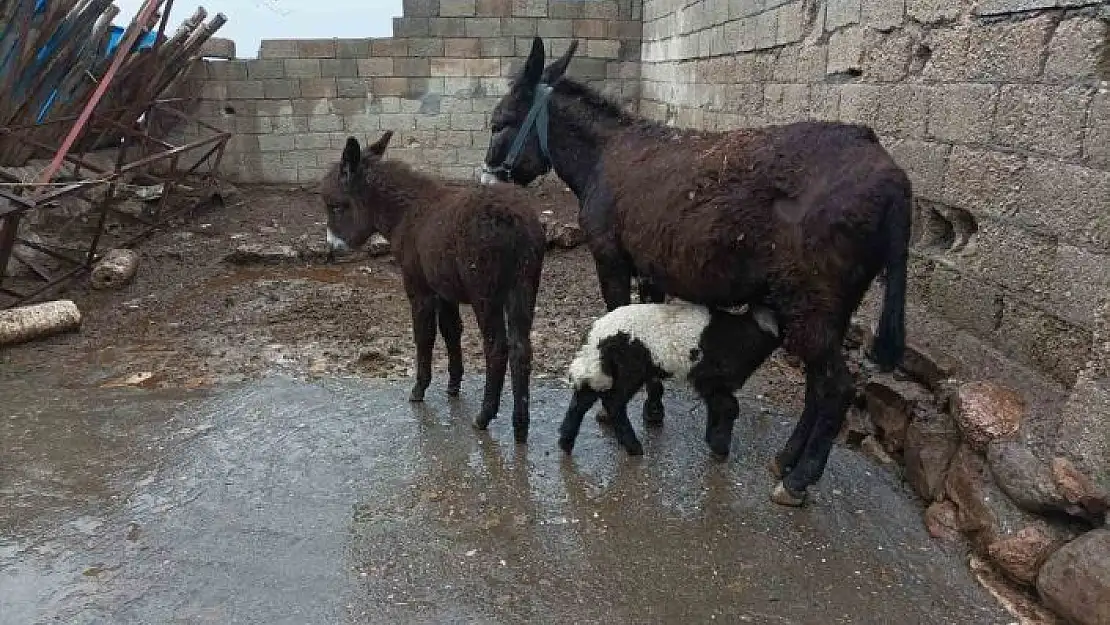 'Eşek kuzuya annelik yapıyor'