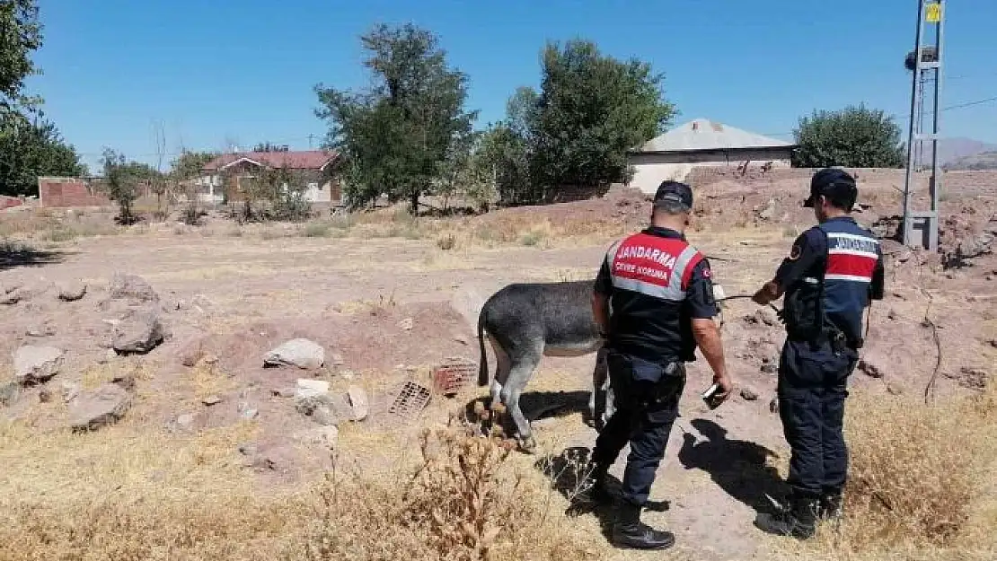 'Eşekleri traktörün arkasına bağlayıp sürüklemişti, o sürücü bulundu ceza kesildi'