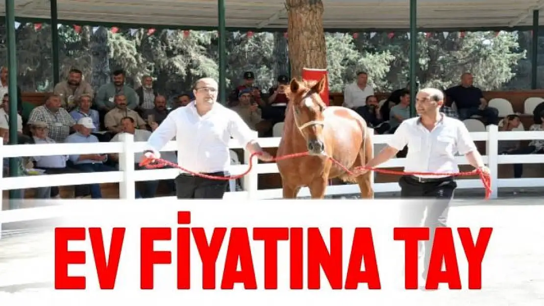 Ev fiyatına tay