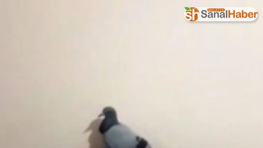 Evde mahsur kalan güvercini itfaiye kurtardı