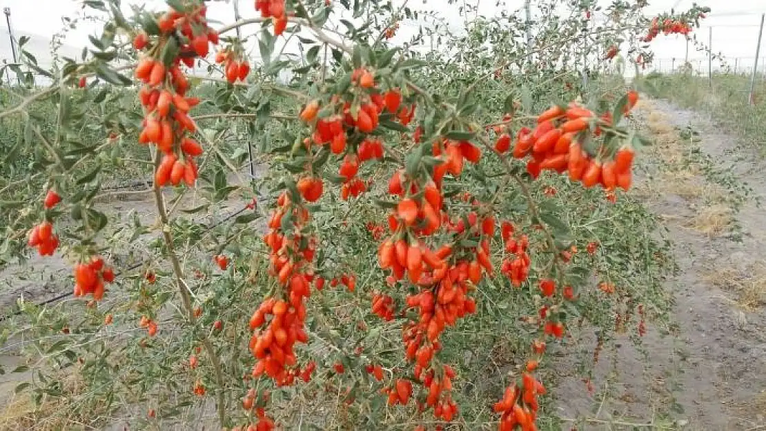 'Faydası saymakla bitmeyen Goji Berry Gürün´de yetiştiriliyor'