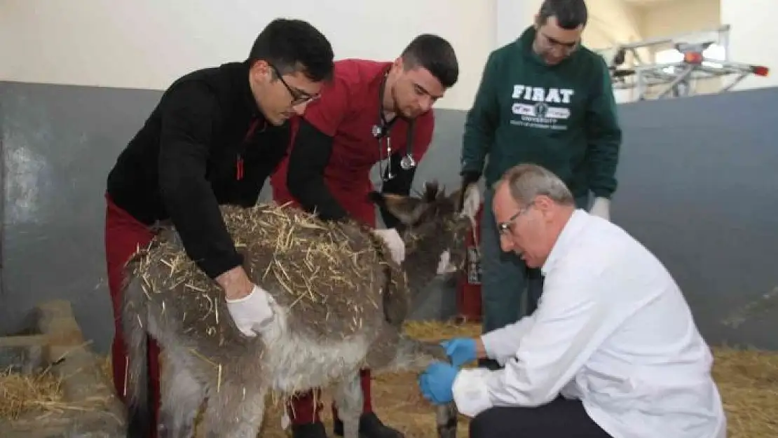 'Fırat Üniversitesi Hayvan Hastanesi´nde bir yıl 7 bin 600 hayvan tedavi edildi'