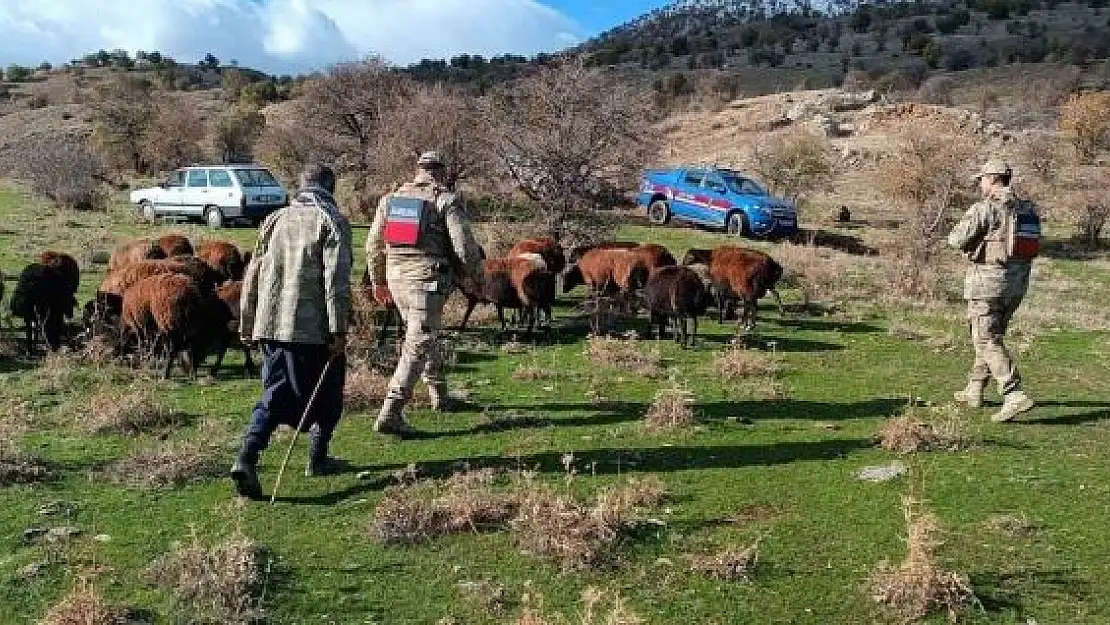 'Fırtınada kaybolan koyunlar jandarma tarafından bulundu'