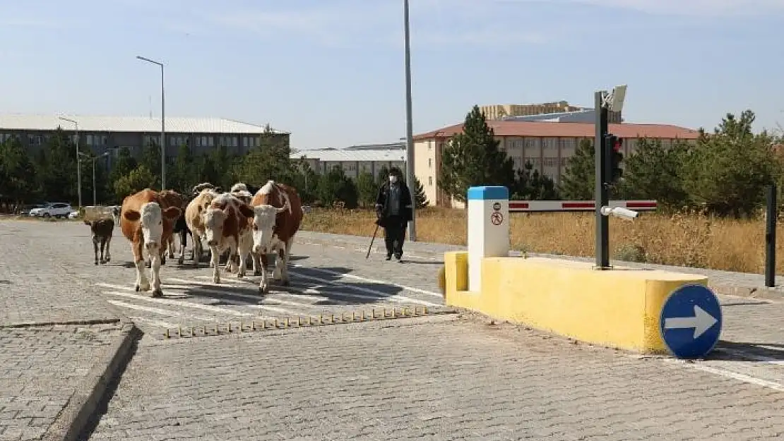 'Geceyi üniversitede geçiren büyük baş hayvanlar sahibine teslim edildi'