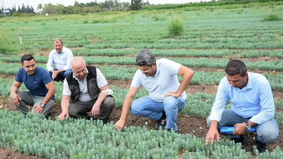 'Geleceğin ağaçları yetiştiriliyor'