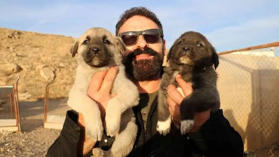 'Gerçek kangal 10 aşamada anlaşılır'