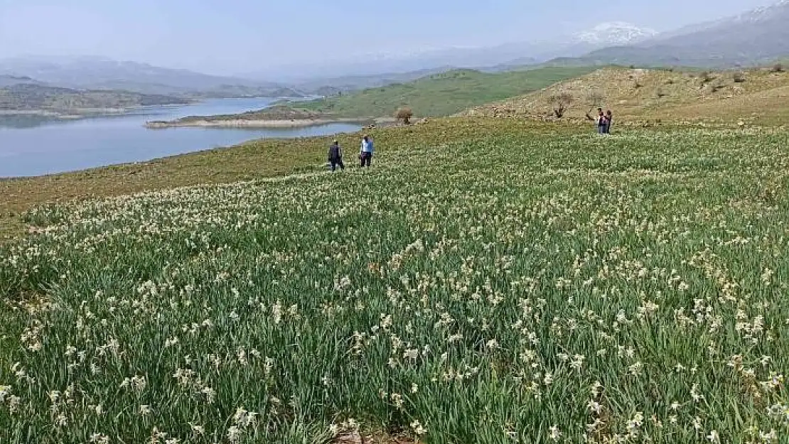 'Gerger´de yabani nergisler yerli turistlerin ilgi odağı oluyor'