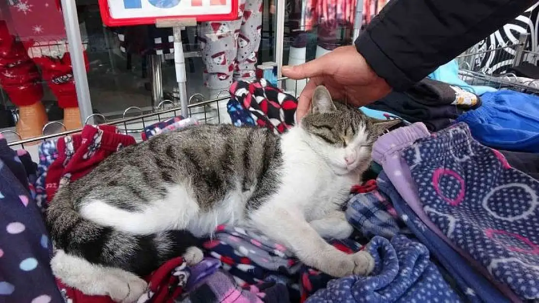 'Giyim mağazasının pijama standını mesken tutan kedi esnafın maskotu oldu'