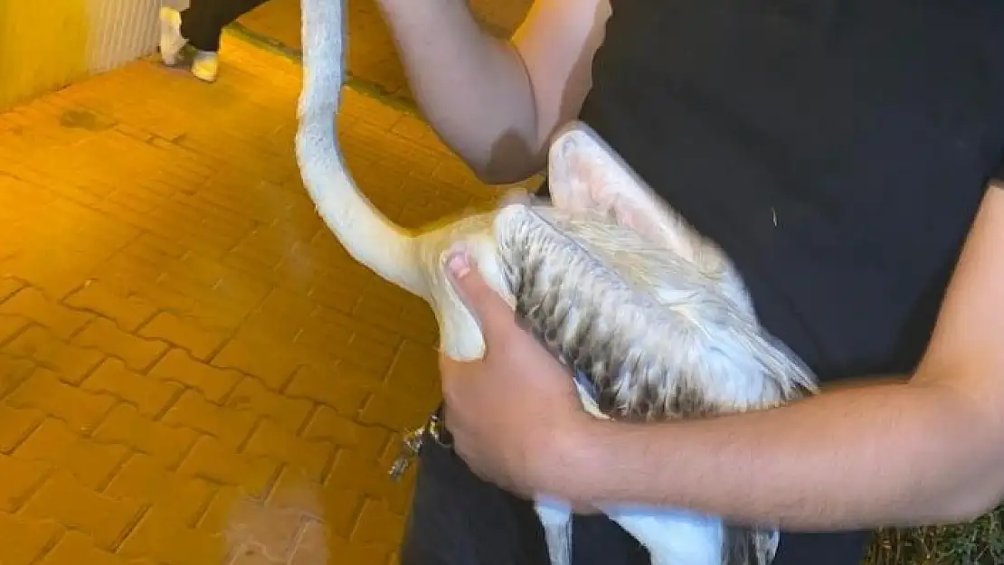 'Göç yolunu şaşıran yavru flamingoya belediyeden şefkat eli'
