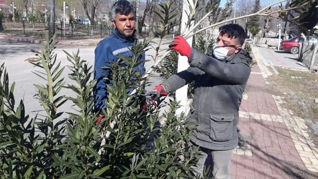 'Gölbaşı ilçesinde ağaçlar budanıyor'