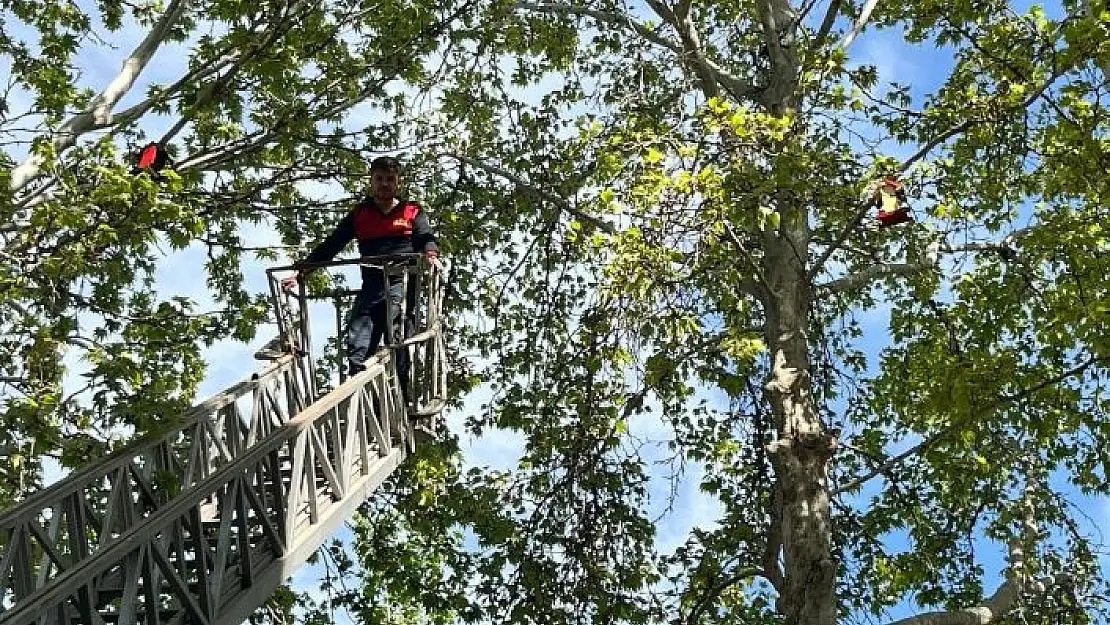 'Gölbaşında öğrenciler ağaç dallarına kuş yuvası astı'