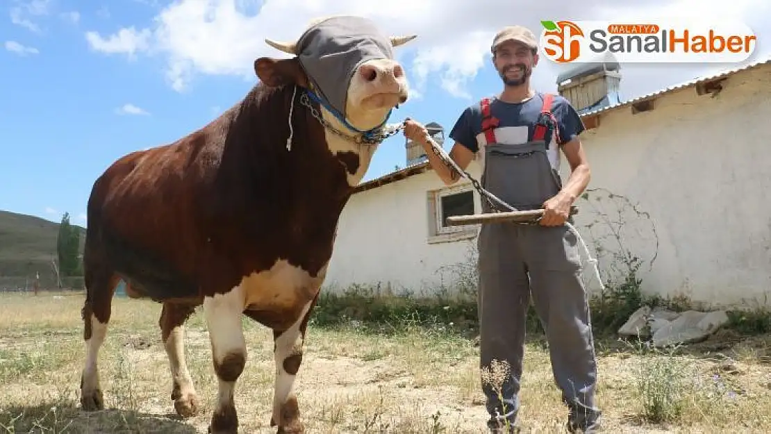 Günlük 9 kilo yem yiyen 1 tonluk boğa, alıcılarını bekliyor