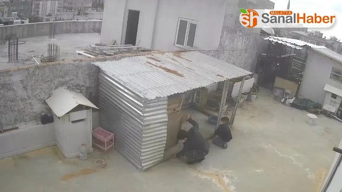 Güvercin hırsızları kameraya yakalandı