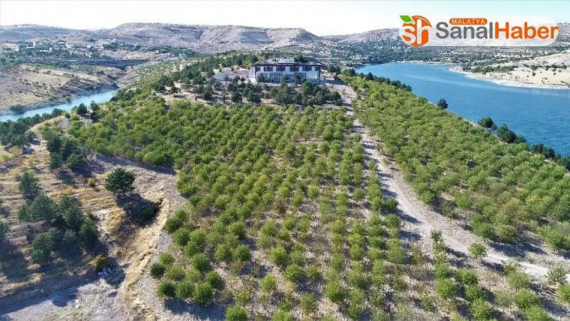 Güzelliği ile dikkat çeken 'Badem Adası'nda hasat zamanı
