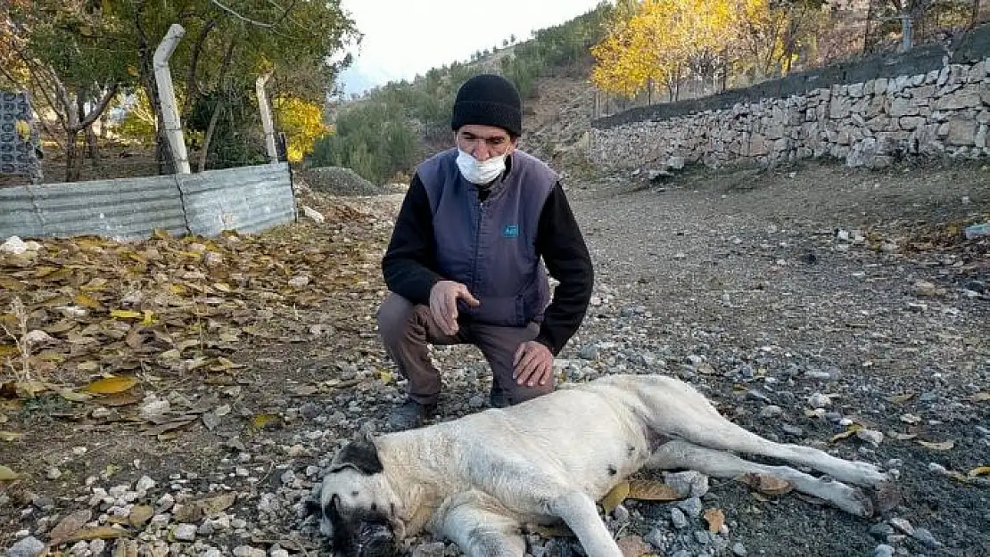 'Harmanlı´da köpekler zehirleniyor iddiası'