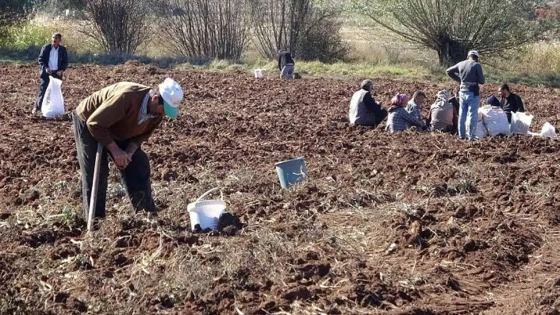 'Hasat sonrası akına uğradı, kışlık patates ihtiyaçlarını ücretsiz elde ettiler'