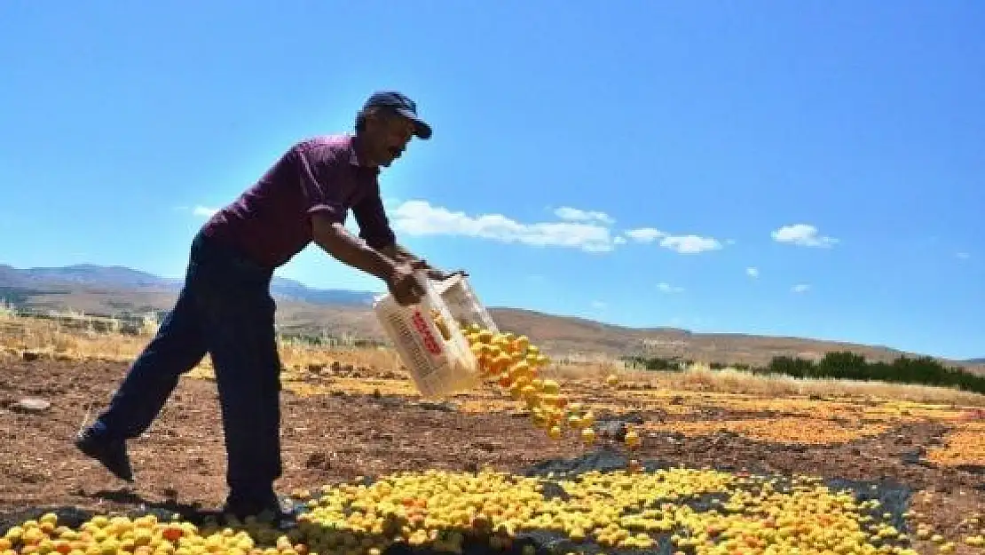 Kayısıda Hasat Dönemi Sürüyor
