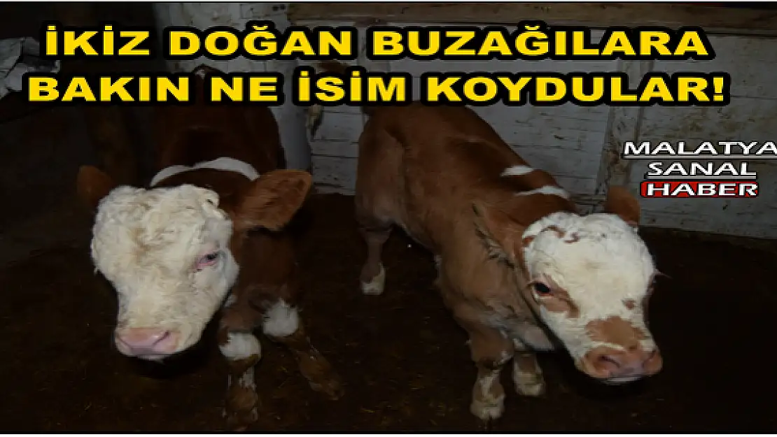 MALATYA'DA İKİZ DOĞAN BUZAĞILARA BAKIN NE İSİM KOYDULAR