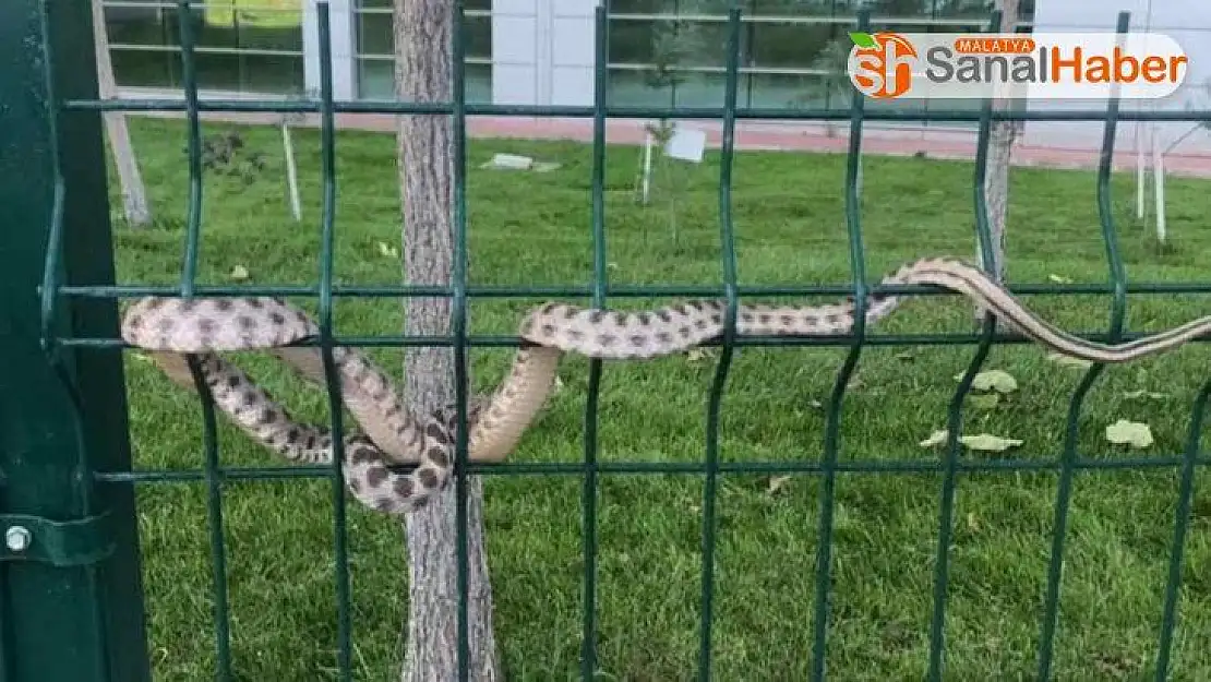 Malatya´da Hastane bahçesindeki yılan korkuttu
