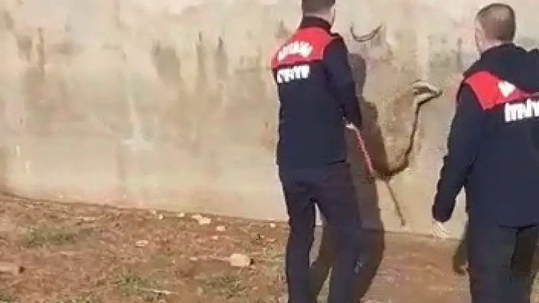 'Havuza düşen sansar kurtarıldı'