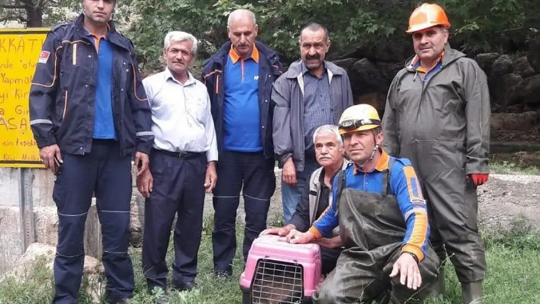 'Havuza düşen yavru domuzları AFAD kurtardı'
