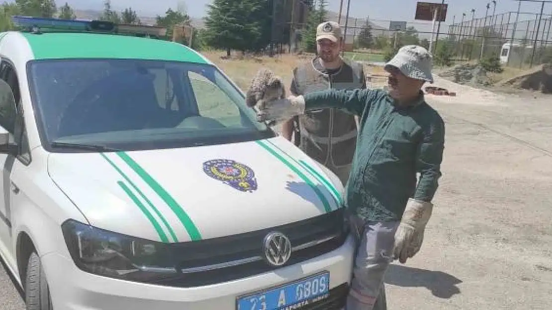 'HAYDİ tarafından bulunan yavru baykuş tedavi altına alındı'