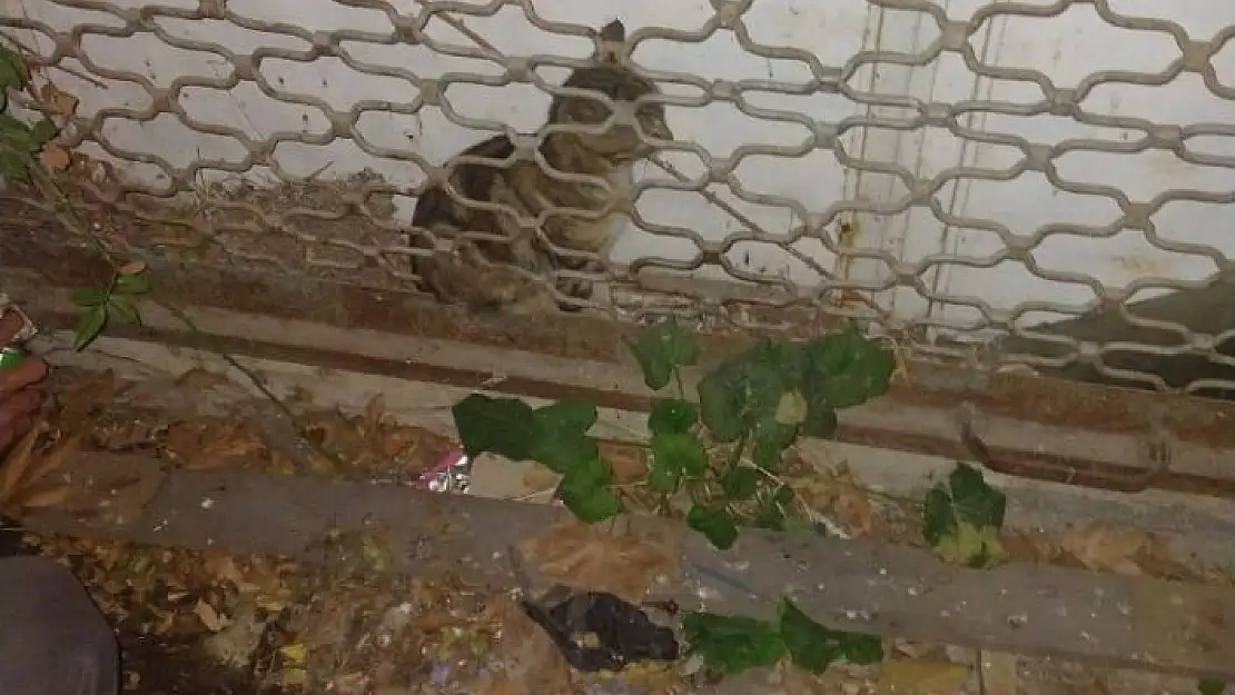 'Haylaz kedi kepenk arkasında mahsur kaldı'