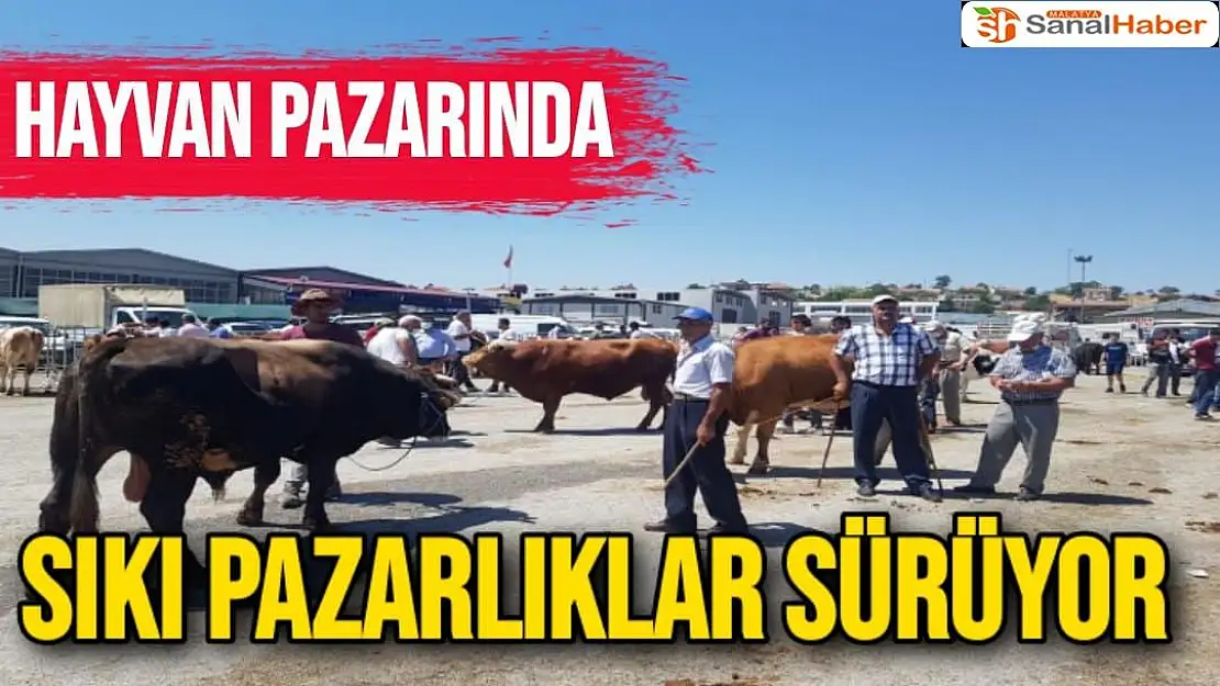 Hayvan pazarında sıkı pazarlıklar sürüyor