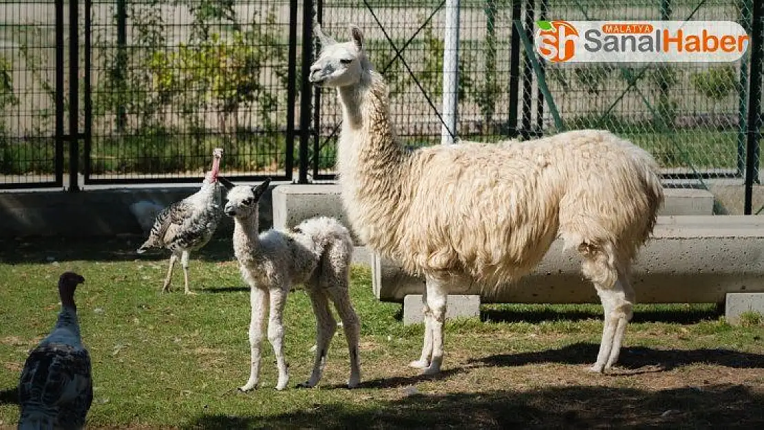 Hayvanat Bahçesinin yeni üyelerine ilgi