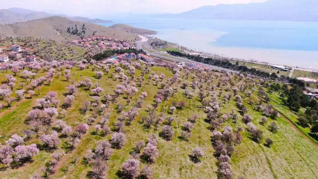 'Hazar Gölü kıyısında badem ağaçları çiçek açtı, eşsiz manzara havadan görüntülendi'