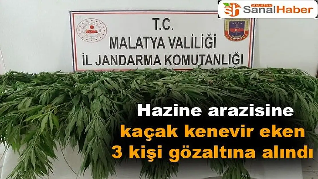Hazine arazisine kaçak kenevir eken 3 kişi gözaltına alındı
