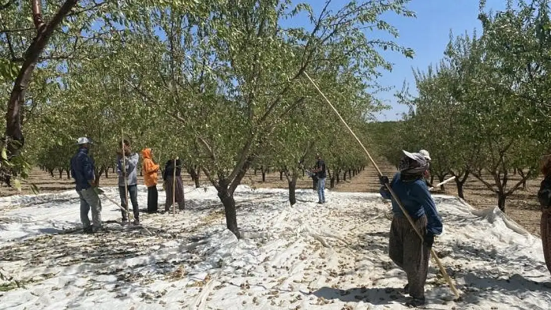 'Hibe desteğiyle kurulan badem bahçesinde hasat başladı'