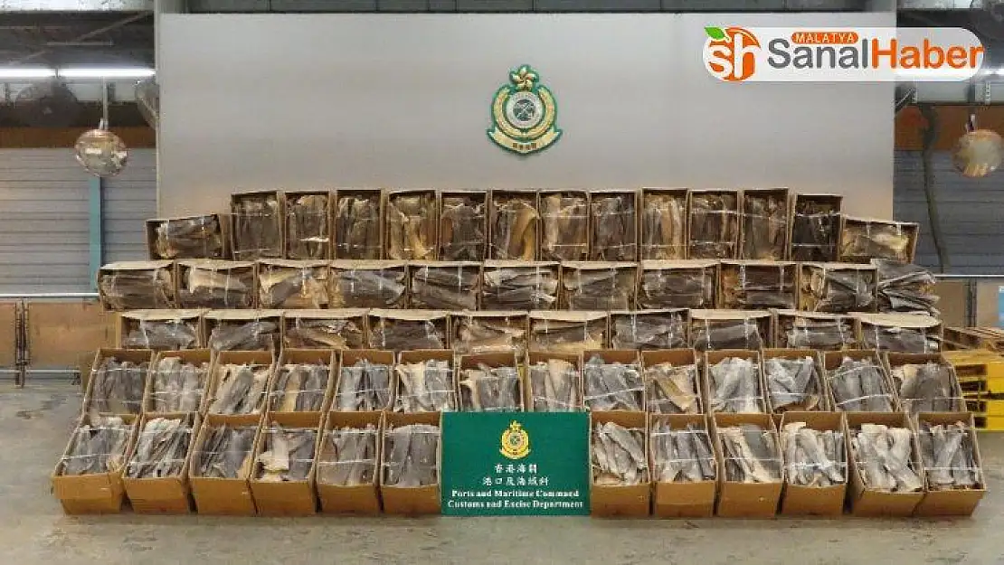 Hong Kong'da 1.1 milyon dolar değerinde kurutulmuş köpek balığı yüzgeci ele geçirildi